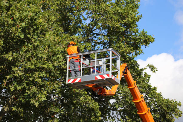 Best Tree Disease Treatment  in Durham, OR