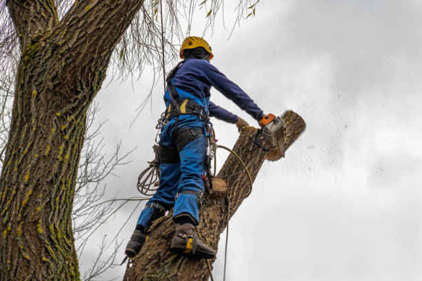 Best Fruit Tree Pruning  in Durham, OR