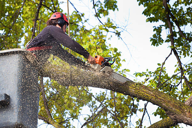 Professional Tree Care Services in Durham, OR